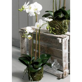 Emerald Kunstplant vlinderorchidee 70 cm wit 1