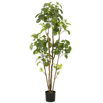 Emerald Kunstboom in pot aralia 160 cm 2