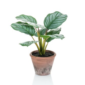 Emerald Kunstplant in pot Terra calathea orbifolia 32 cm 1