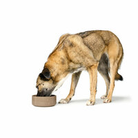 Voerbak voor honden Hunter OSBY Beige Keramisch 550 ml 2
