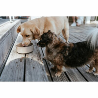 Voerbak voor honden Hunter OSBY Beige Keramisch 550 ml 3