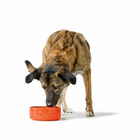 Voerbak voor honden Hunter OSBY Oranje Keramisch 550 ml 3