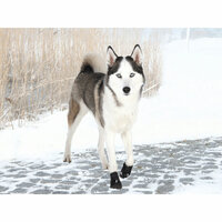 Hondenschoenen Trixie 3