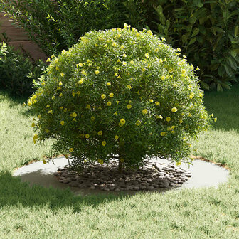 Boomring Wit &Oslash;50 / 80 cm Staal 3