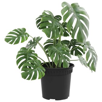 Ronde Bloempot 6 pcs Zwart &Oslash; 15 x 12 cm Kunststof 3