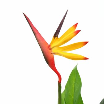 Kunstplant paradijsvogelbloem 66 cm 2